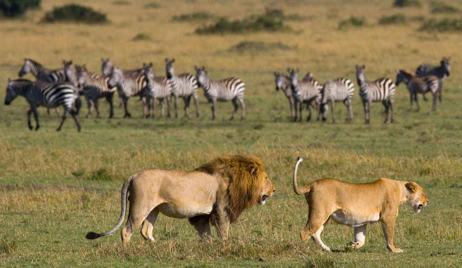 Escape To The Majesty Of Tanzania for 5 Day Mid-Range Safari